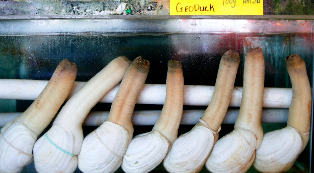 People Ate Geoduck Clam For The First Time And Didn't Exactly Love It.