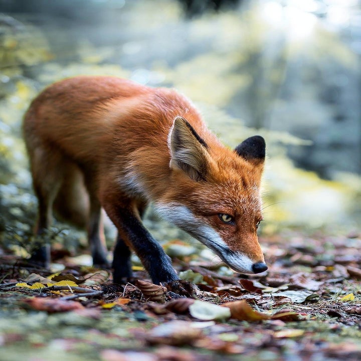 This Photographer Takes Stunning Pictures Of Finnish Animals That Look ...