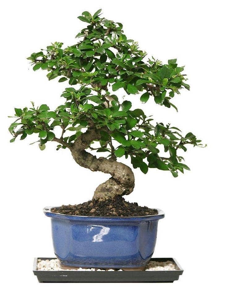 18 Plants For Anyone Who Wants To Add A Little Greenery To Their Home