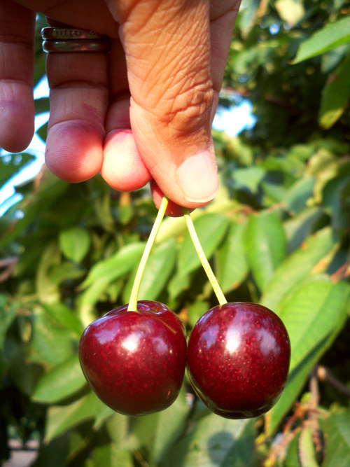 Related to Agriculture.