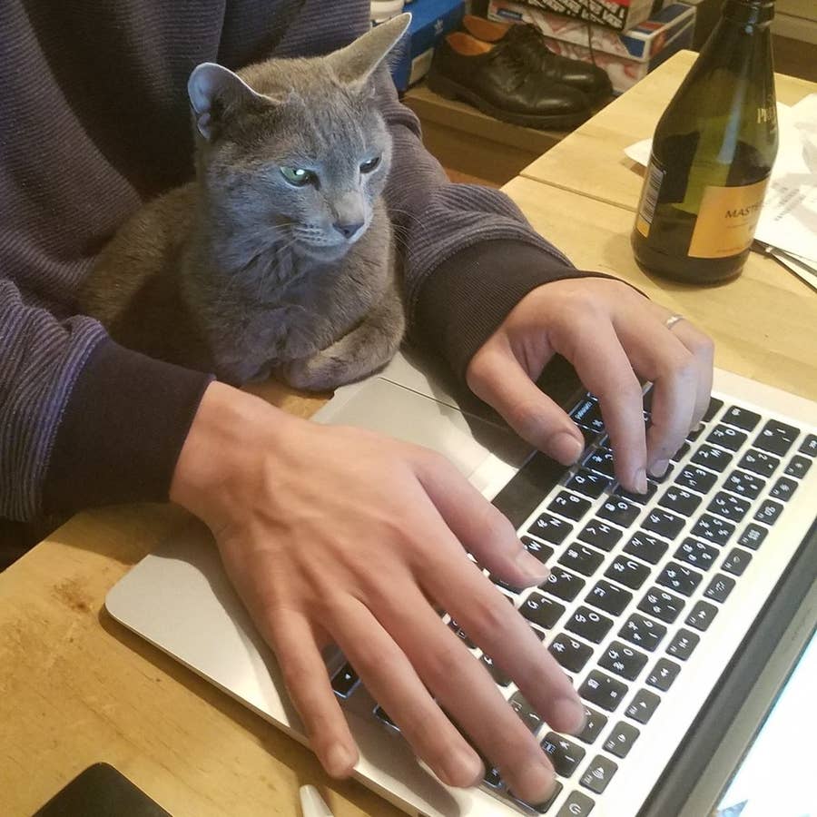 かわいい子猫ちゃんが15カ月経ったら凄腕トレーダーのように