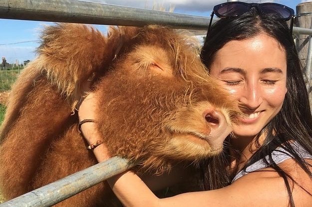 19 Cute Af Photos That Prove That Fluffy Highland Cows Dogs