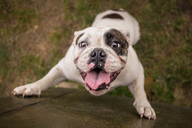 And also this pumped up pupper.