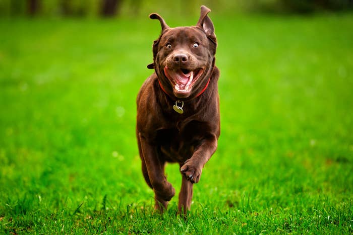 最も幸せな犬 をフリー素材で検索したら最高すぎた