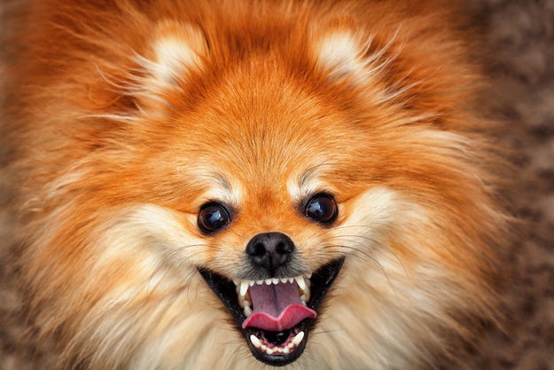 This perky Pomeranian can't wait to let her hair down...