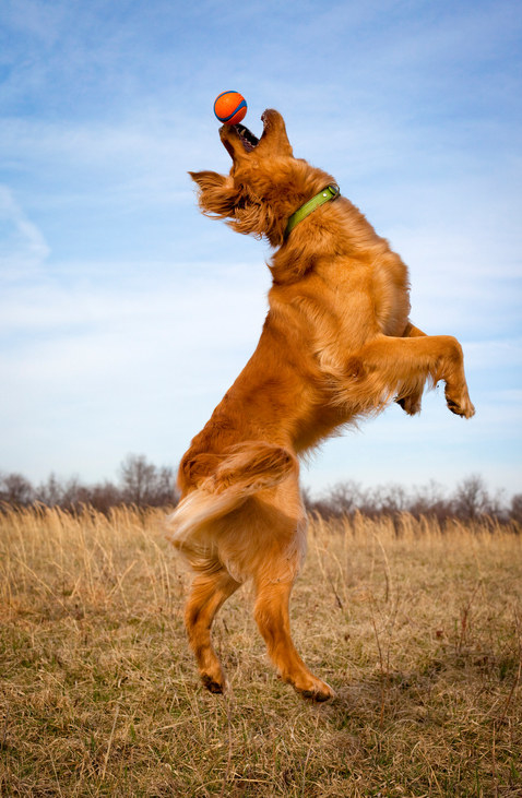 And finally, this redolent retriever will be most def. OOO.