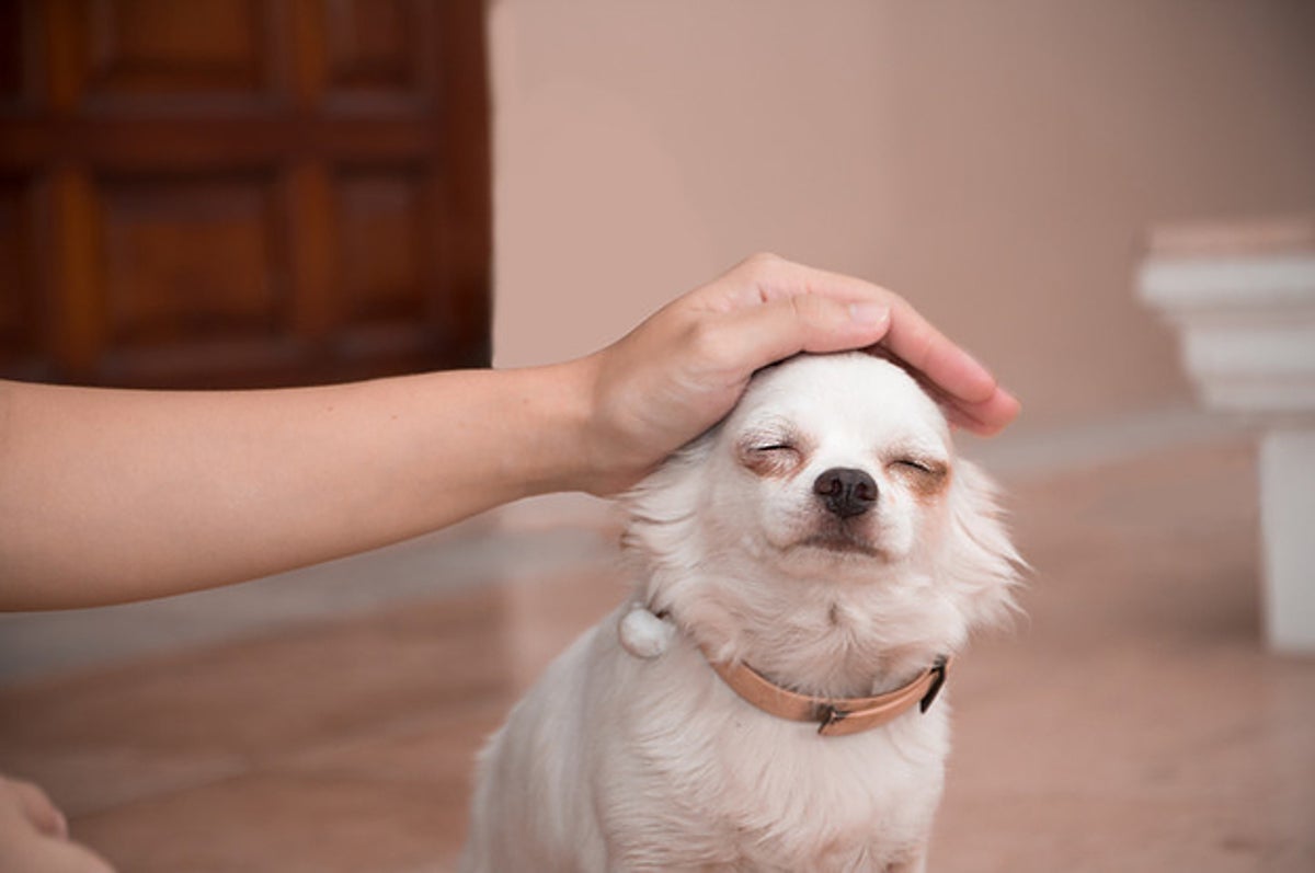 最も幸せな犬 をフリー素材で検索したら最高すぎた