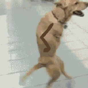 This might just be one of the greatest GIFs of all time