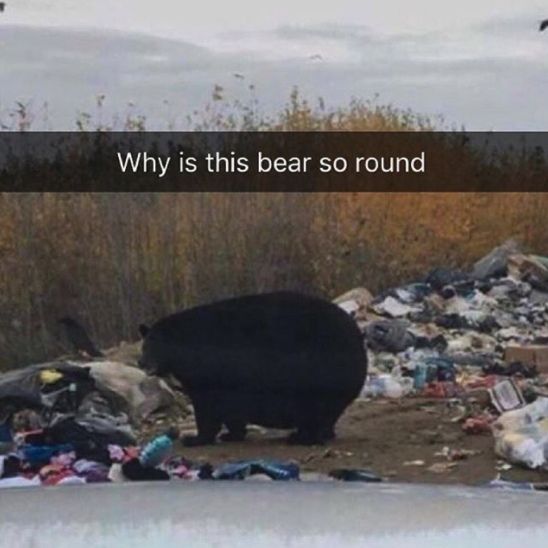 Me as a bear: