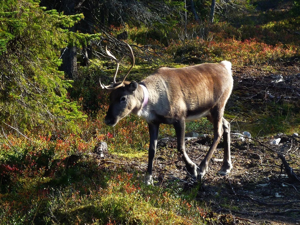 100 Reasons To Go To Finland, Because Finland Is 100 Years Old Today