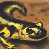 cgsalamander
