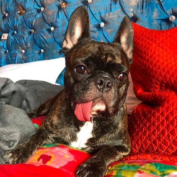 Carrie Fisher S Dog Is An Alien In The Last Jedi And It S The Cutest