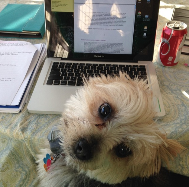 This dog who needs to spellcheck what you are writing.