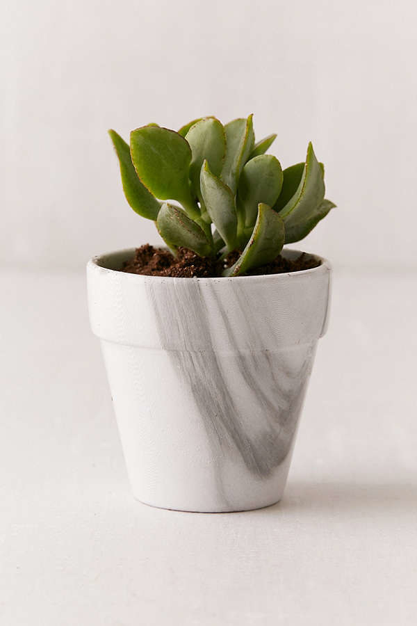 A marble-print planter to help distract from their succulent serial killer status.