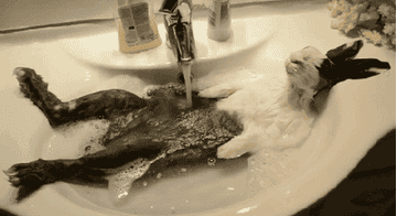 The 100 Greatest Gifs Of All Time