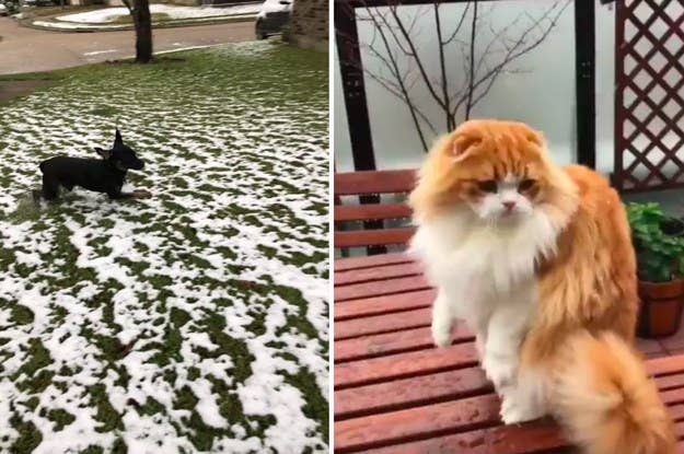 Just 16 Photos Of Animals Having The Time Of Their Lives In