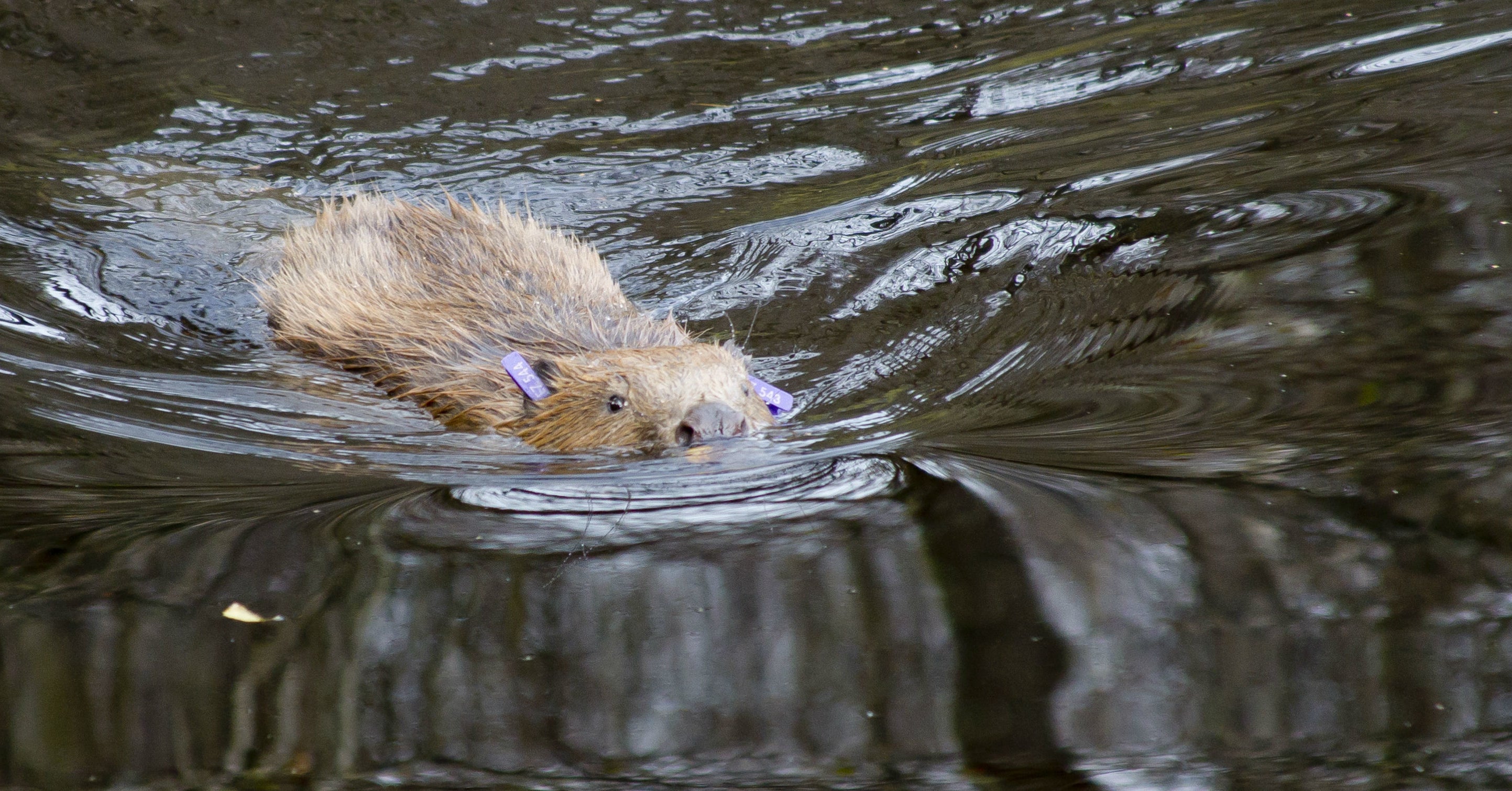 This Is Why Beavers Being Reintroduced In Britain Is A Good And Important Thing
