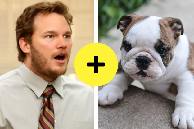 Buzzfeed what deals kind of dog