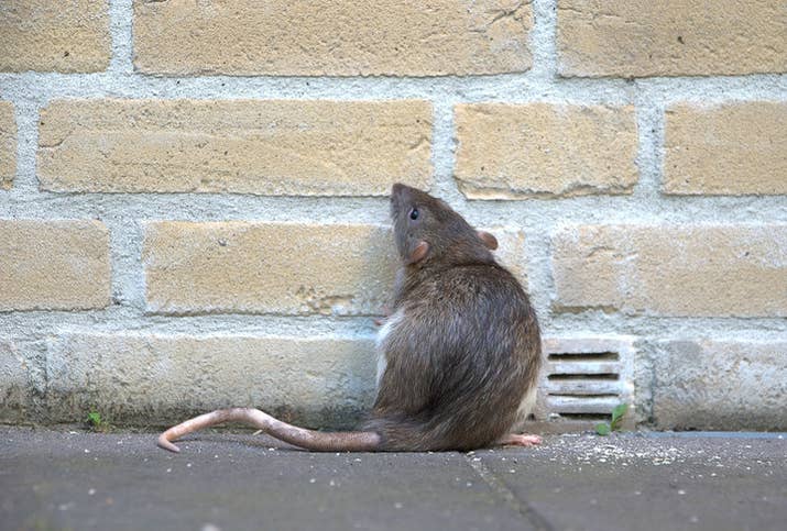 Aprisoner would be tied up, lying flat. A bowl or cage full of live rats would be placed on their torso, with the open side down on their stomach. Hot coal would then be placed on top of the bowl, and in an attempt to escape the heat, the rats would gnaw their way through the bowels of the victim.