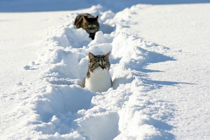雪の中に座るエンツォ・ヴォグリンチ・ロルダン（雪の協会のスチール写真）