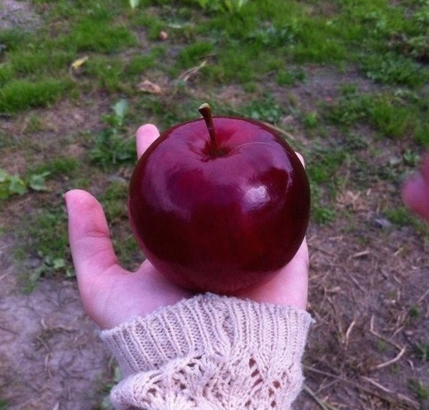 But this perfectly round apple deserves its own spot in the National Gallery.