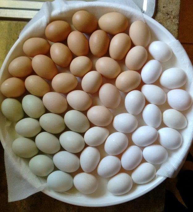 So rest your eyes on these perfectly organised chicken eggs and breathe deeply.