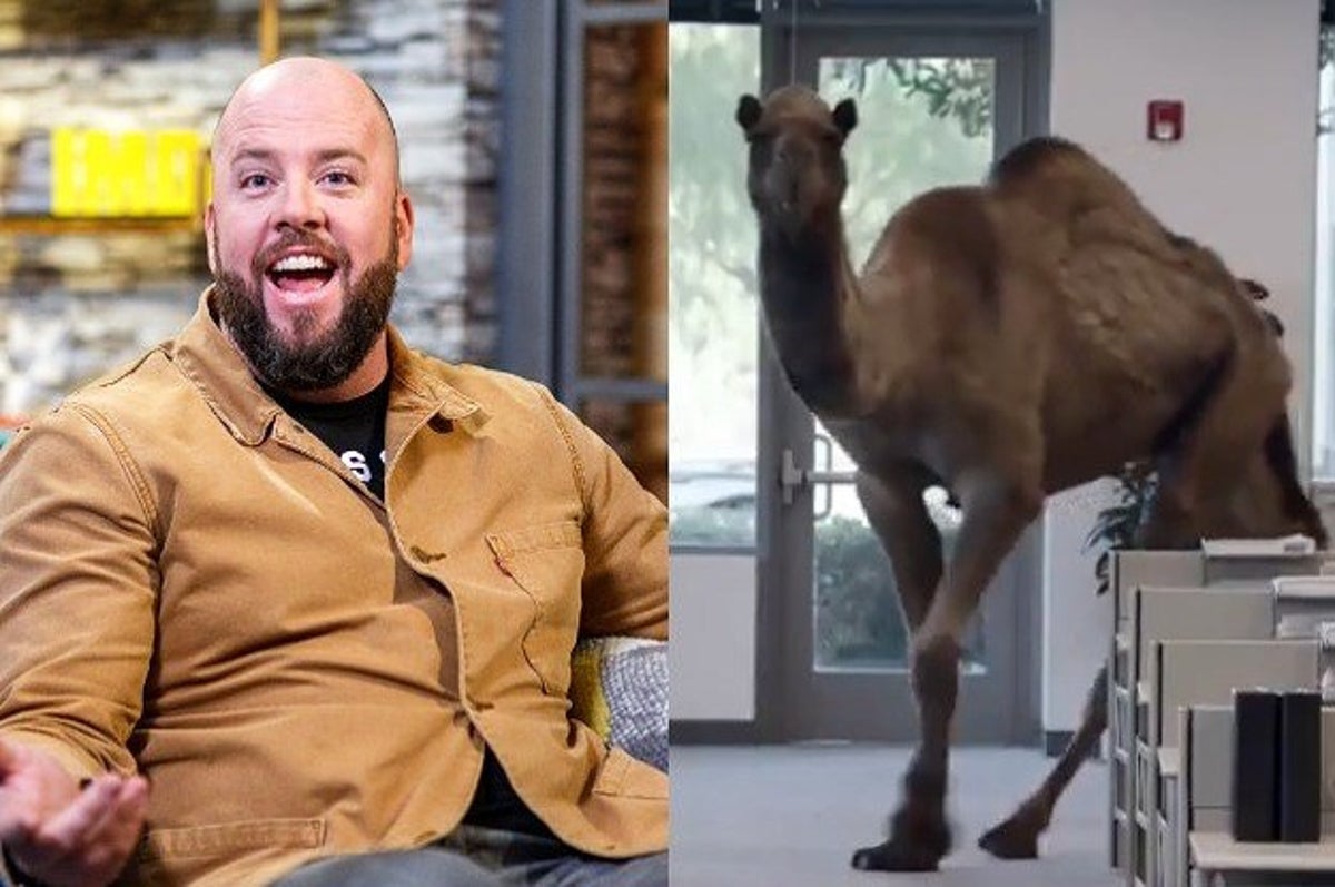 geico camel hump day mike mike mike