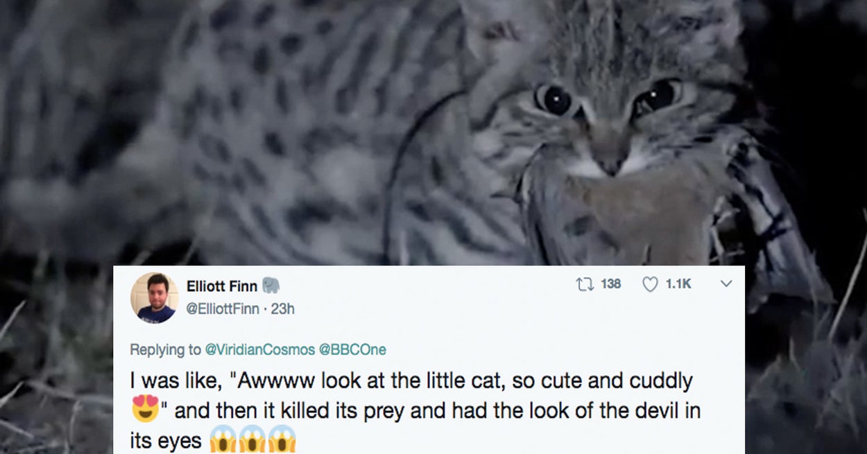 The World S Deadliest Cat Is So Cute That You Ll Want To Hug Her But Also Run Away In Terror