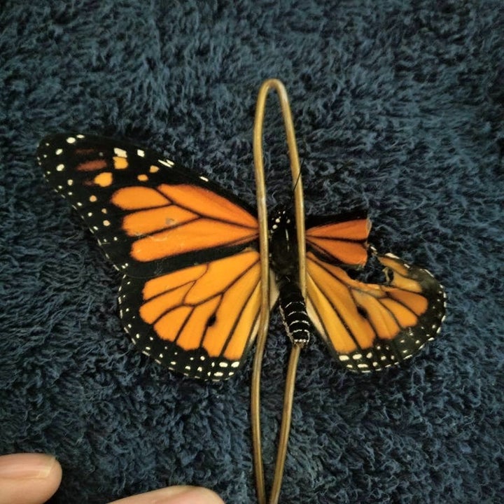 People Are Freaking Out After This Woman Repaired A Butterfly S
