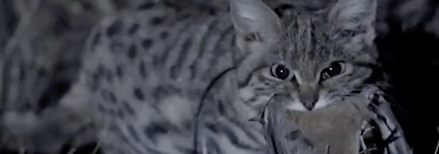 This Petite Cat Is the World's Deadliest. Mini-Series 'Super Cats' Shows  You Why, Smart News