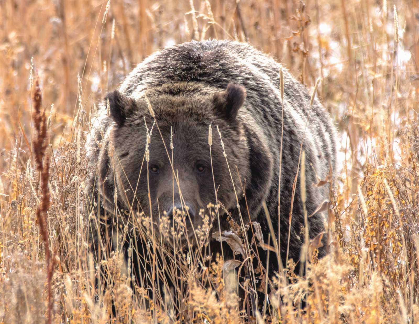 Having traveled and photographed in countless National Parks there is one common denominator, People. As much as you would like to have the park to yourself, over 330 million people visited our National Parks in 2016, that is 4% more people than the entire US population. If your focus is wildlife photography and you want to beat the tourists and selfie extraordinaire, you have to plan and time your visit accordingly. When teaching a workshop and during personal shoots, I follow a simple rule, get up early and leave the park late. Animals are much more active in the early mornings and late afternoons. Get inside before dawn and find your spot. In Yellowstone for example, Hayden Valley is a great early morning location to capture Bison, Elk, Bears, and Wolves at sunrise. Once the elk begin to head back into the woods and the harsh sunlight begins to show, it's time for a few bird or landscape shots and then off for a late breakfast or early lunch. I smile at the backed up traffic and lines at the park entrance as we exit. Then its time to relax, do some post processing and head back for an afternoon shoot. Wave at all the cars exiting for dinner and find your spot. Now you'll capture active animals feeding before sunset and much less traffic on the roads. The time of year also plays an important role in your success as a wildlife photographer. Spring and fall, depending on your subjects, will have much less traffic than summer. I personally like spring as the animals put their babies on display and fall because of the colors, the rut and animals fattening up for the harsh winter. Do your research, learn the layout of the park, and inquire about wildlife activity from the rangers and locals. Follow these few tips and you will be much more successful and less frustrated when visiting National Parks to capture wildlife through your lens.