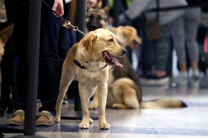 Delta Airlines announced Friday that it is cracking down on passengers bringing "emotional support" animals on flights, saying the lack of regulation on the animals has led to an 84% increase of animal-related incidents on board.