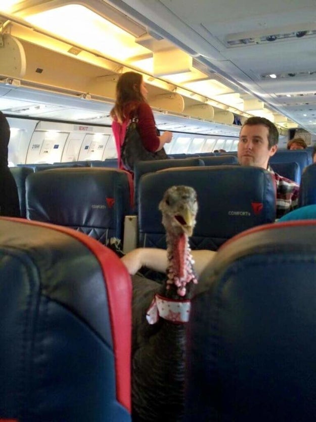According to Delta, safety has been the biggest issue, with an 84% increase in incidents involving animals on planes since 2016, including dog attacks, urination, defecation, aggression, and biting.