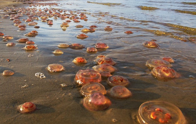 Jellyfish can evaporate.