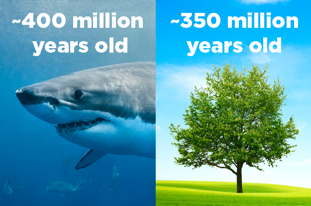 Sharks predate trees.