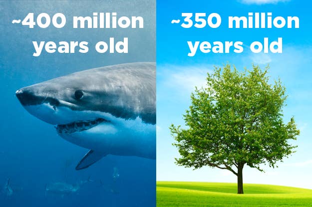 For about 50 million years, the world had sharks and no trees.