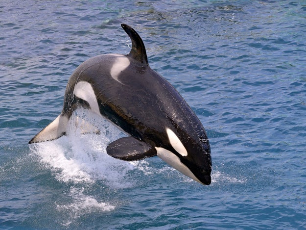 Orcas are dolphins.