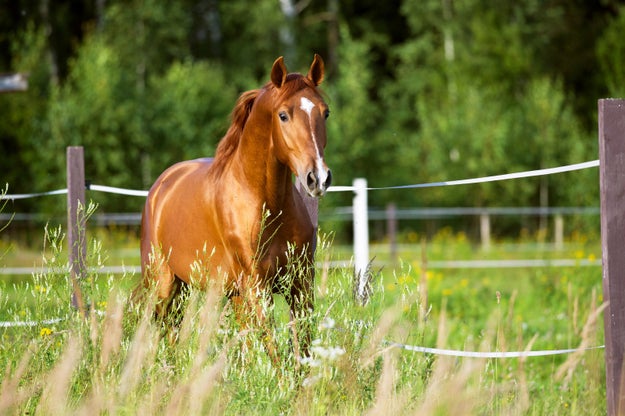 Horses can't vomit.