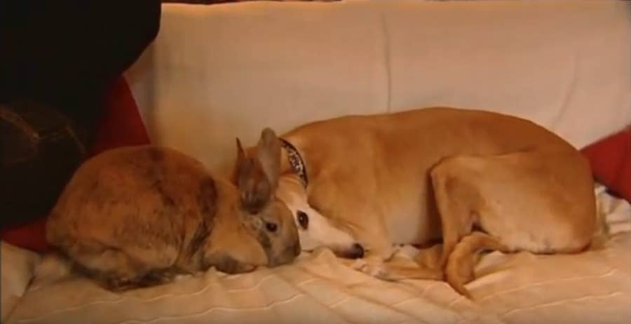 犬にとって 人間といるのは価値がないと証明する11のストーリー