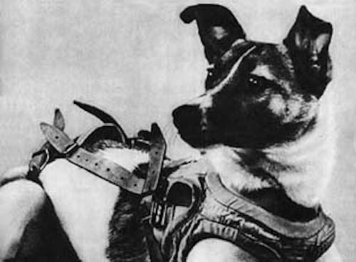 Laika was a 2-year-old stray, roaming the streets of Moscow, when she was chosen to be the occupant of Sputnik 2, the Soviet spaceship that launched Nov. 2, 1957. Dr. Vladimir Yazdovsky, one of the scientists involved in the launch, described Laika as "quiet and charming." Before the launch, he took Laika home to play with his kids. He wrote about the experience, "I wanted to do something nice for her. She had so little time left to live." Laika died within hours of reaching orbit, but paved the way for human space travel.