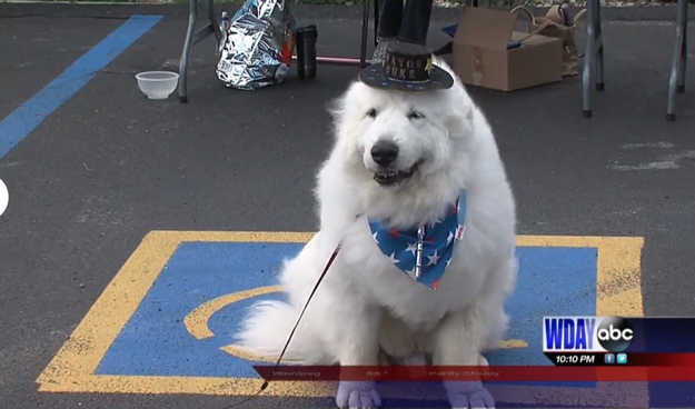 Duke, an 11-year-old Great Pyrenees, successfully won his fourth-term bid for mayor of Cormorant, Minnesota. Duke won his first mayoral race back in 2014 by a large majority of 12 votes. In 2016, he won the mayoral race for a third time by a landslide, but there was some drama: One vote went to his girlfriend, Lassie.