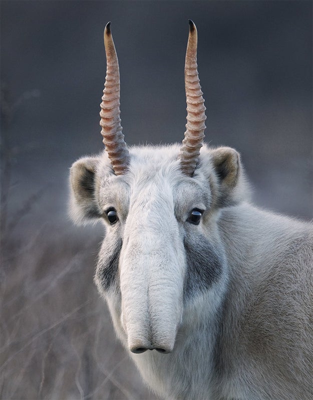 Tim Flach is a world renowned-photographer who's been in the field for decades. For several years a lot of Flach's works have centered around animals. As his travel and work took him to various places around the globe, he saw a need to focus on animals that are under threat. The result of this body of work is a book titled Endangered.