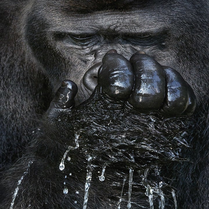 A Photographer Spent Two Years Photographing Animals That