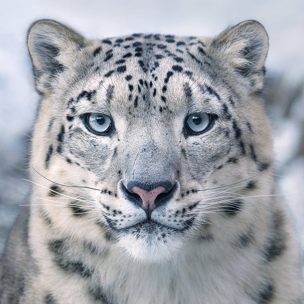 He said after working with animals for so long, his work naturally started to focus on conservation. In fact, the subjects of Endangered largely came from convos he had with conservationists.