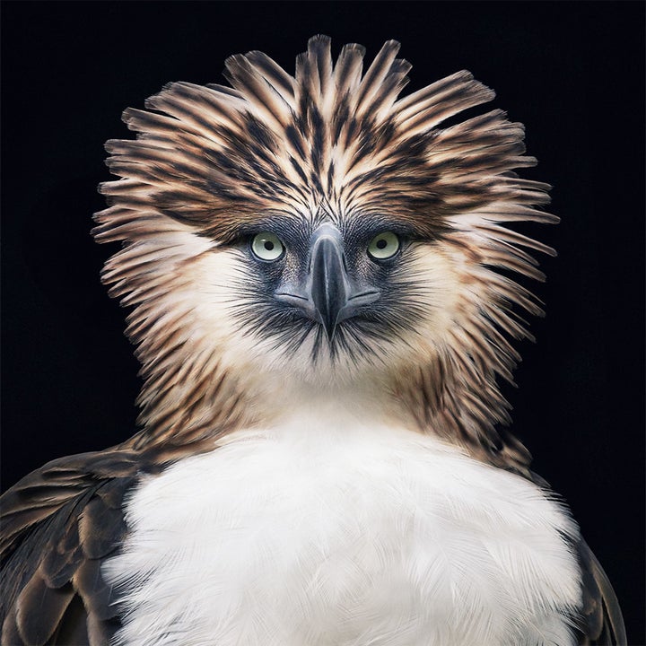 A Photographer Spent Two Years Photographing Animals That May Soon Be ...