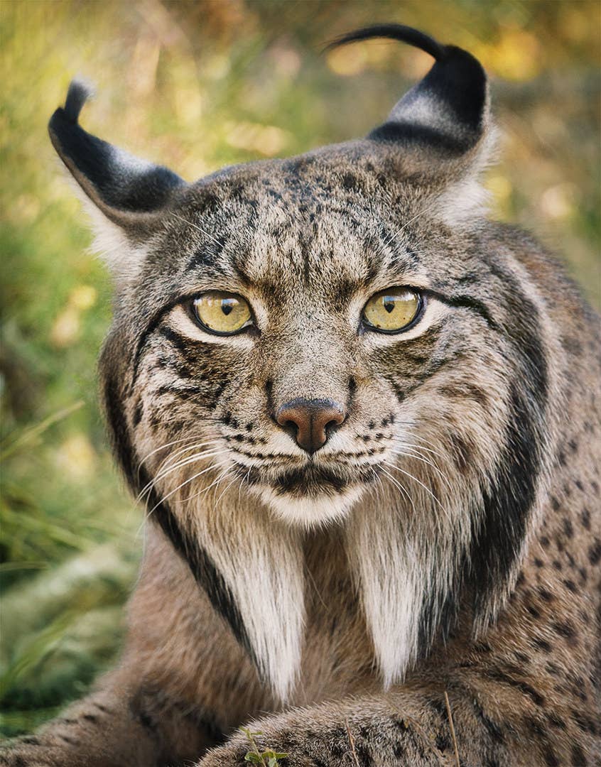 上 かっこいい 画像 動物 1254 かっこいい 動物 画像 フリー