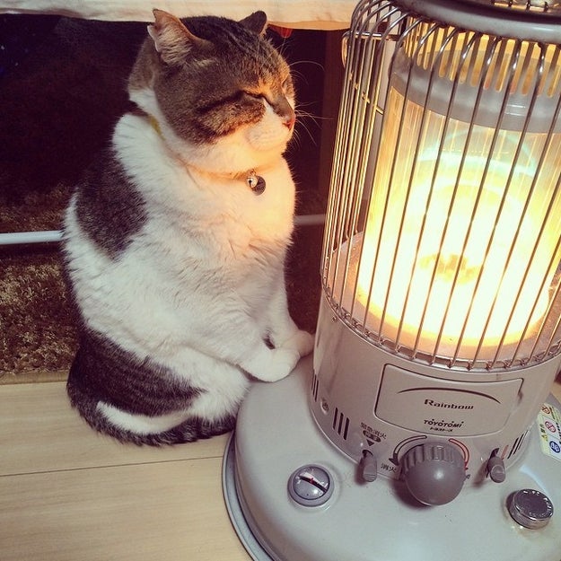 Meet Busao-san: a cat living in Japan who is doing winter right: