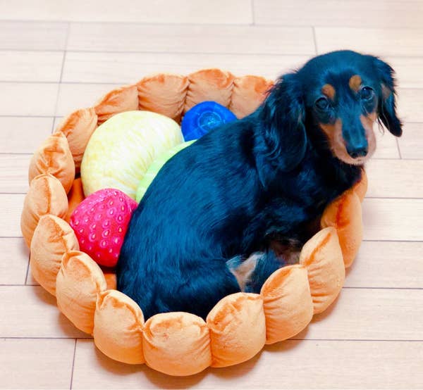 This Fruit Tart Cat Bed Is The Single Most Instagramable Thing