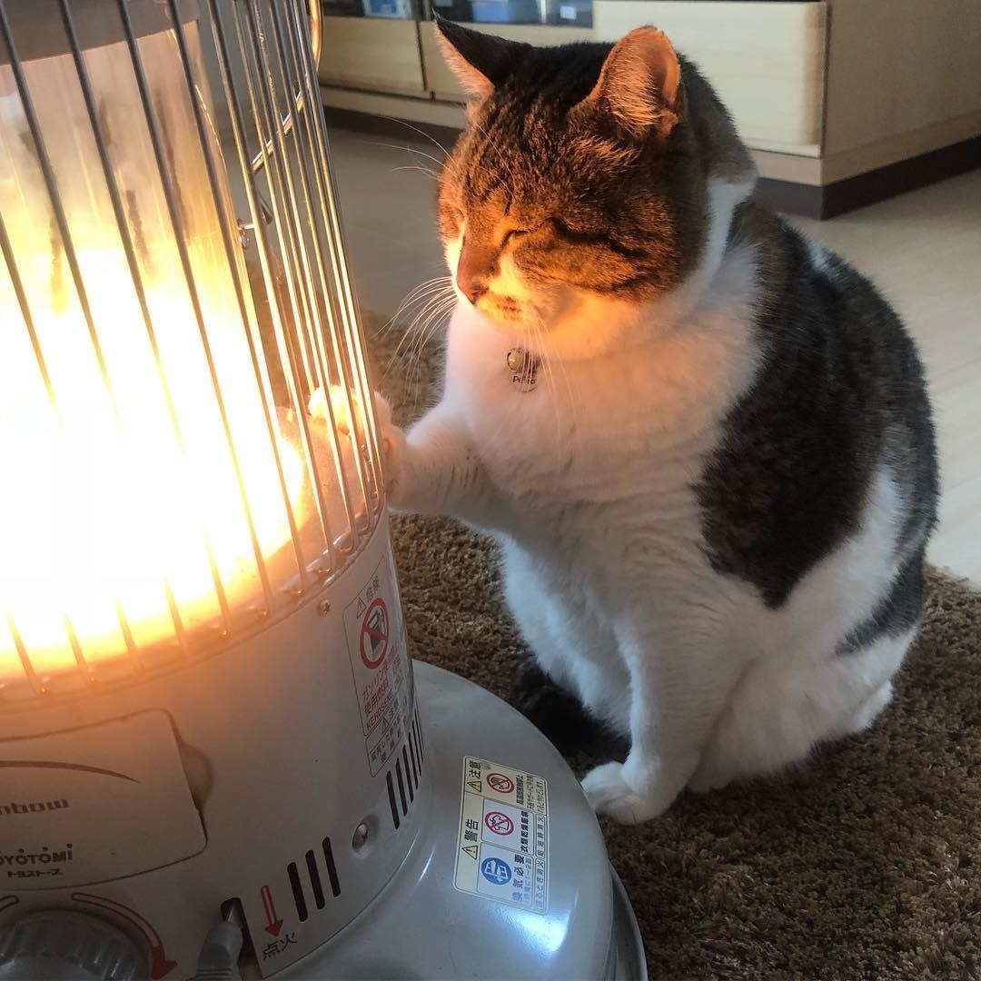 This Cat And His Space Heater Is The Only Winter Relationship I Care About