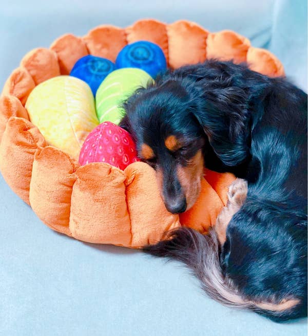 This Fruit Tart Cat Bed Is The Single Most Instagramable Thing
